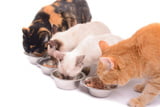 Katzen artgerecht füttern Das Häppchen-Prinzip